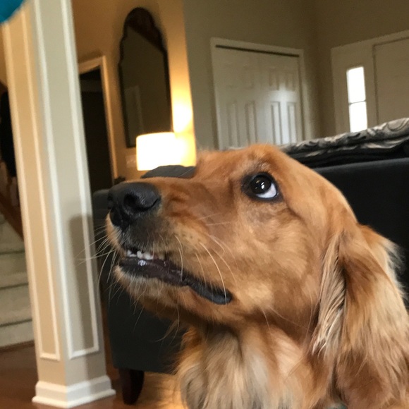 Meet your Posher, Blythe - Picture 6 of 9